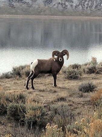 Bighorn Sheep Hunts in Colorado