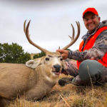 cow elk, bulls and bucks