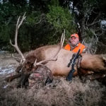 cow elk, bulls and bucks