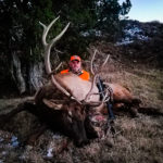 cow elk, bulls and bucks