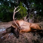 cow elk, bulls and bucks