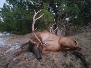 Guided Colorado Hunts