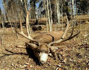 Mule Deer Trophy Hunts