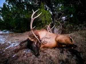 cow elk, bulls and bucks