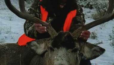 Mule Deer Hunts Colorado